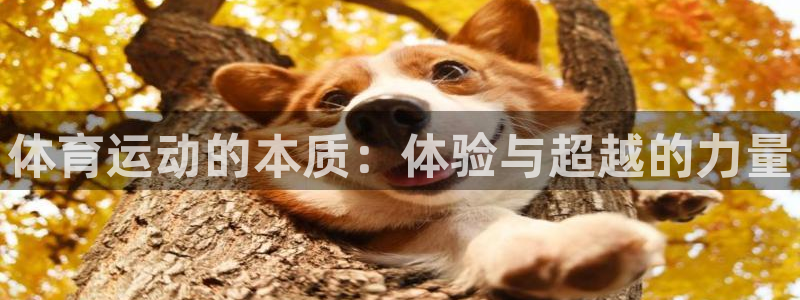 3377体育官方正版app娱乐40996：体育运动的本质：体